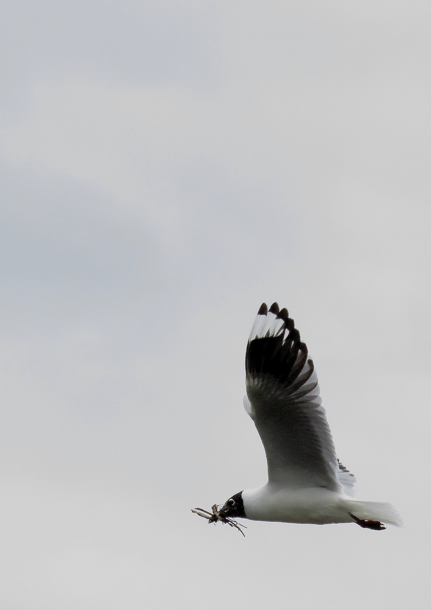 Andean Gull - Manuel Roncal Inca Finch
