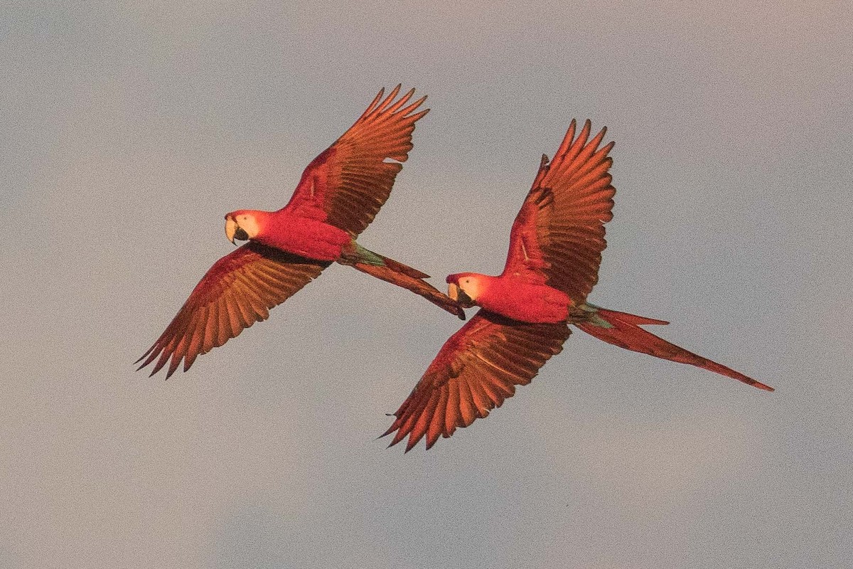 Scarlet Macaw - Eric VanderWerf
