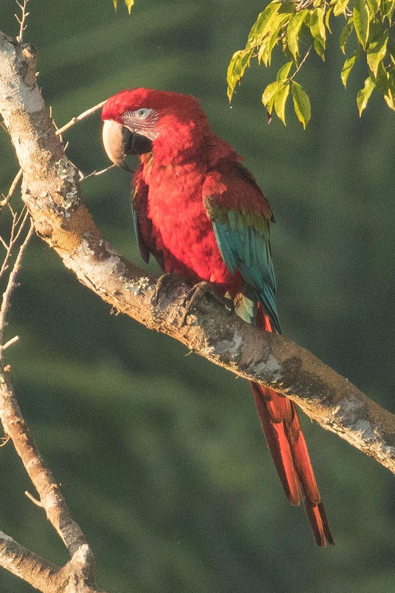 Red-and-green Macaw - ML62481441