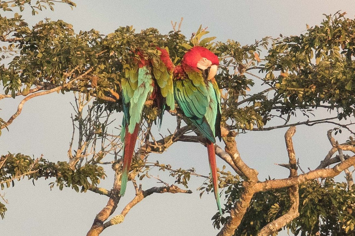 Red-and-green Macaw - Eric VanderWerf