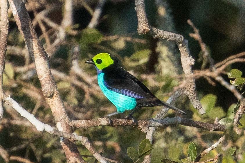 Paradise Tanager - ML62482151