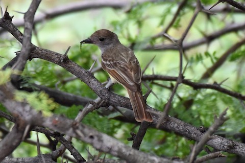 Brown-crested Flycatcher - eBird