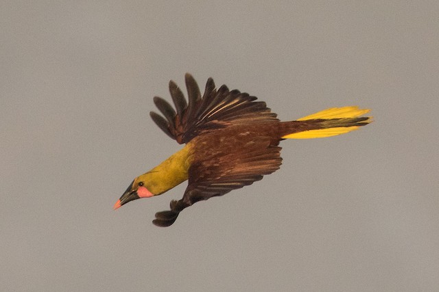 Adult lateral view flight (subspecies <em>yuracares</em>). - Olive Oropendola - 