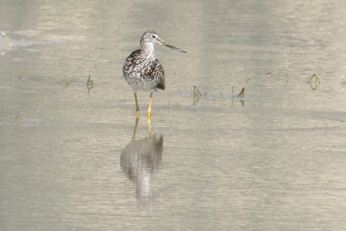 Greater Yellowlegs - Dale Provost
