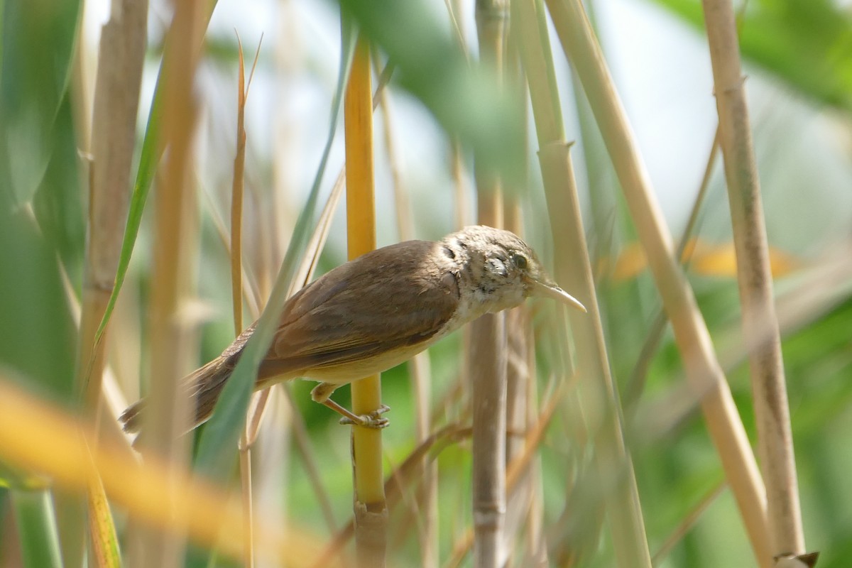 Common Reed Warbler (African) - Peter Kaestner
