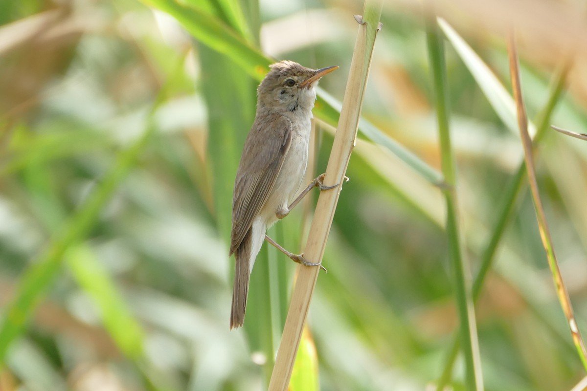 Common Reed Warbler (African) - ML62484091