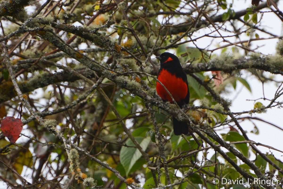 Scarlet-bellied Mountain Tanager - ML62484421