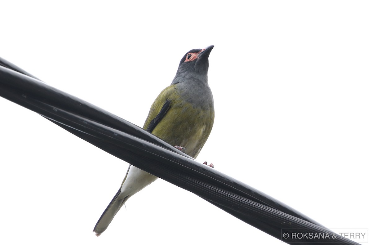 Australasian Figbird - ML62484581
