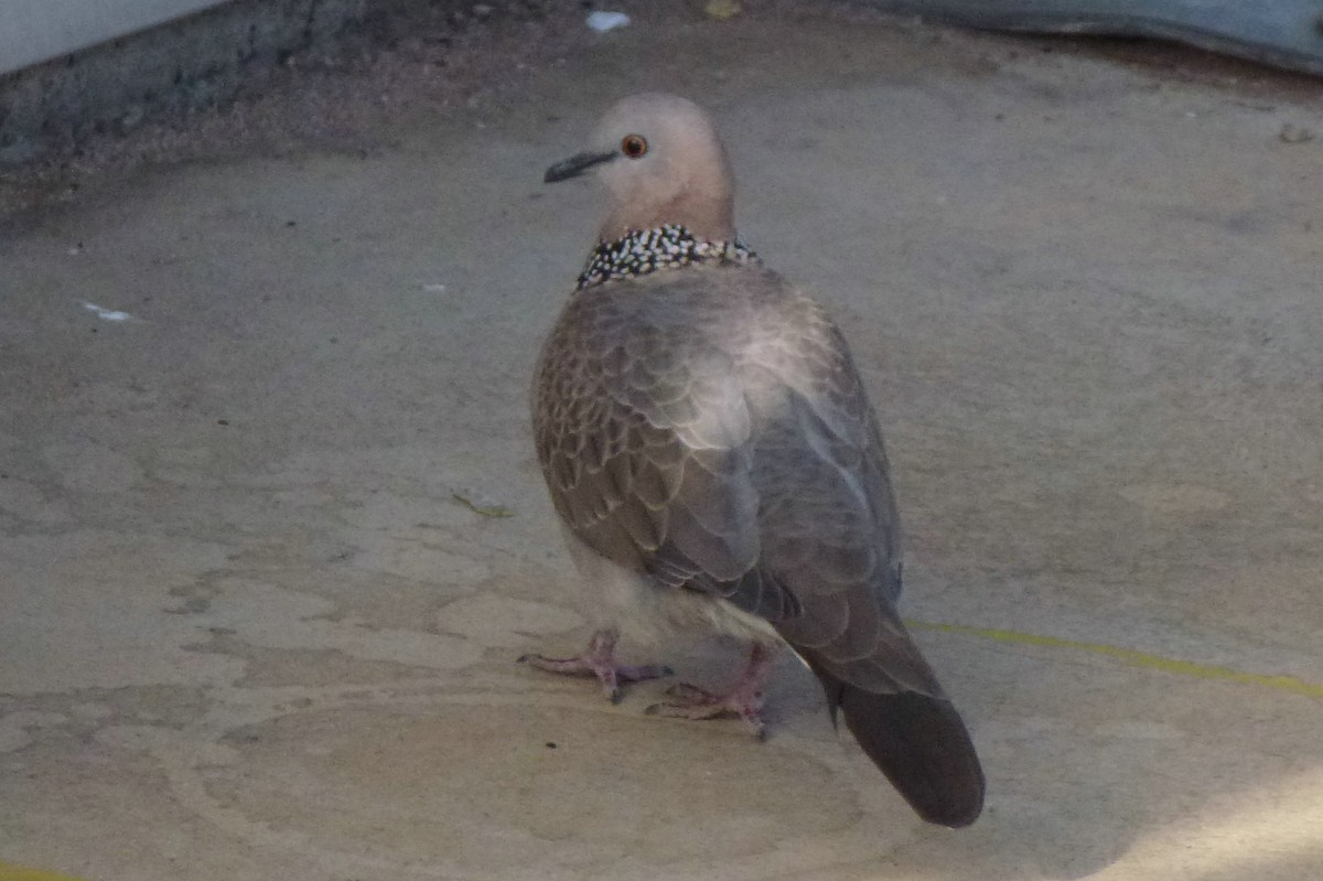 Spotted Dove - Christine D
