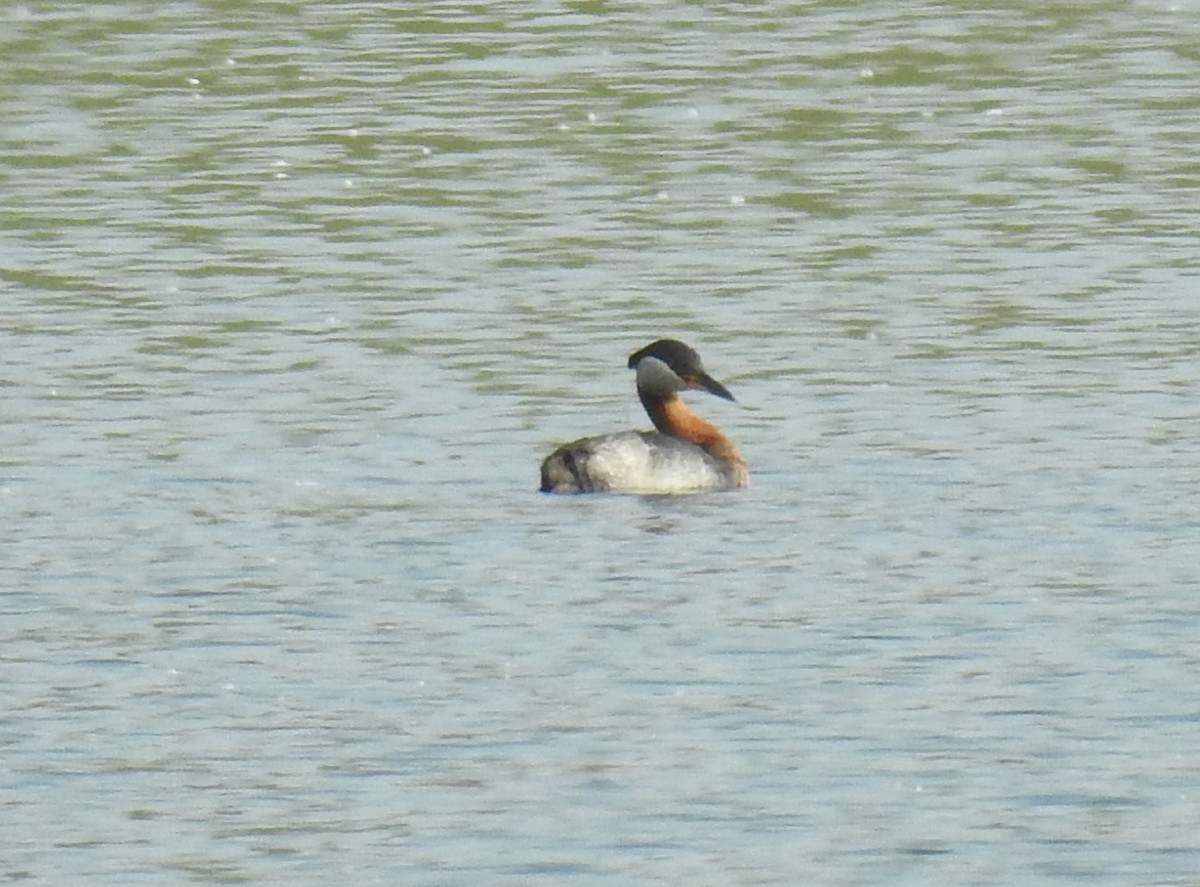 Red-necked Grebe - ML62487211