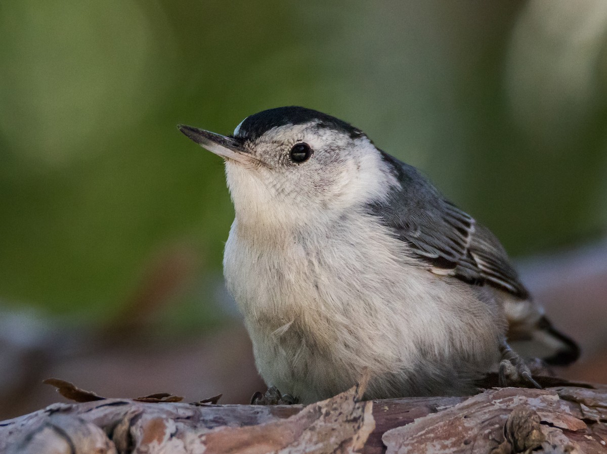 White-breasted Nuthatch - ML62488071