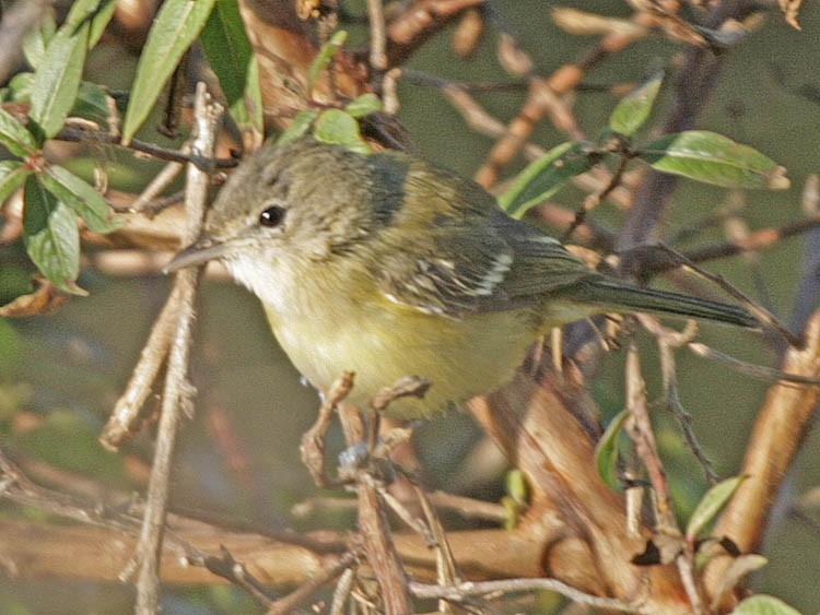 Bell's Vireo - Kathryn Young