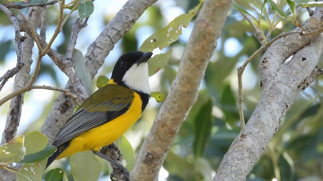  - Black-tailed Whistler