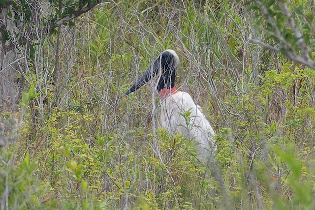 Jabiru