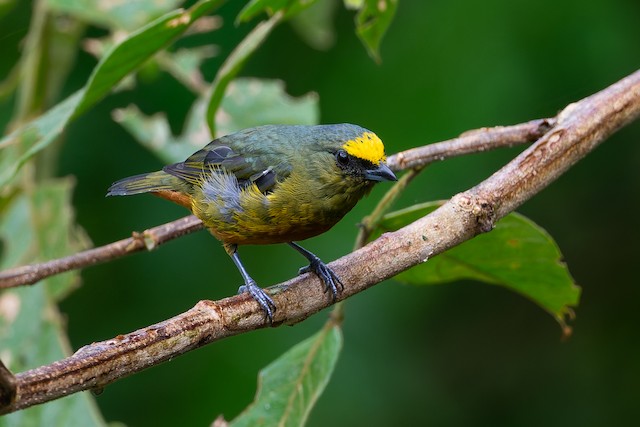 Olive-backed Euphonia