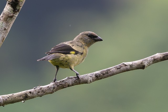 Yellow-winged Tanager