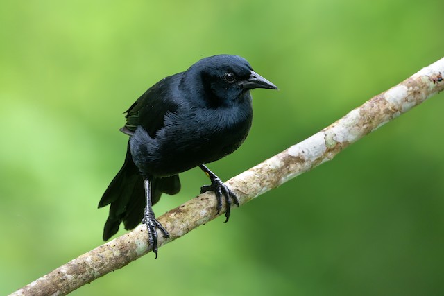 Melodious Blackbird