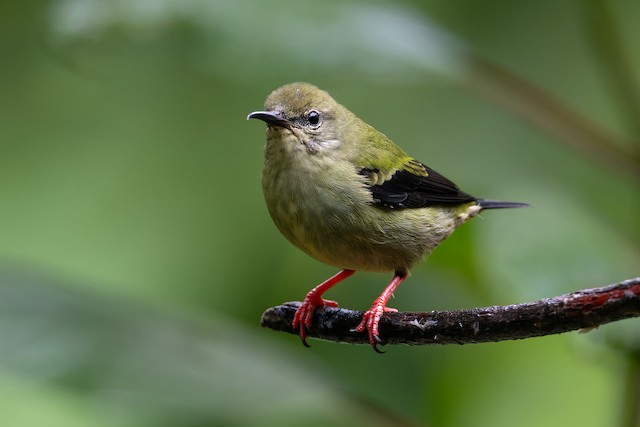 Red-legged Honeycreeper