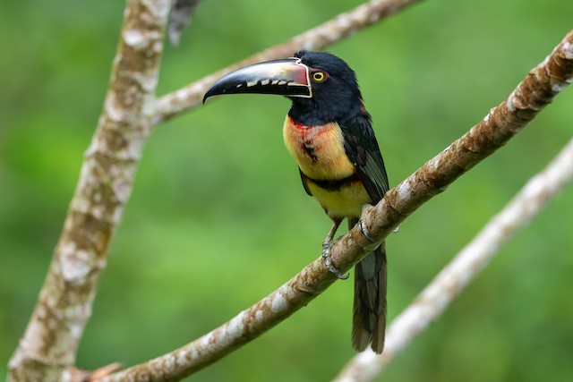 Collared Aracari