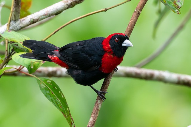 Crimson-collared Tanager