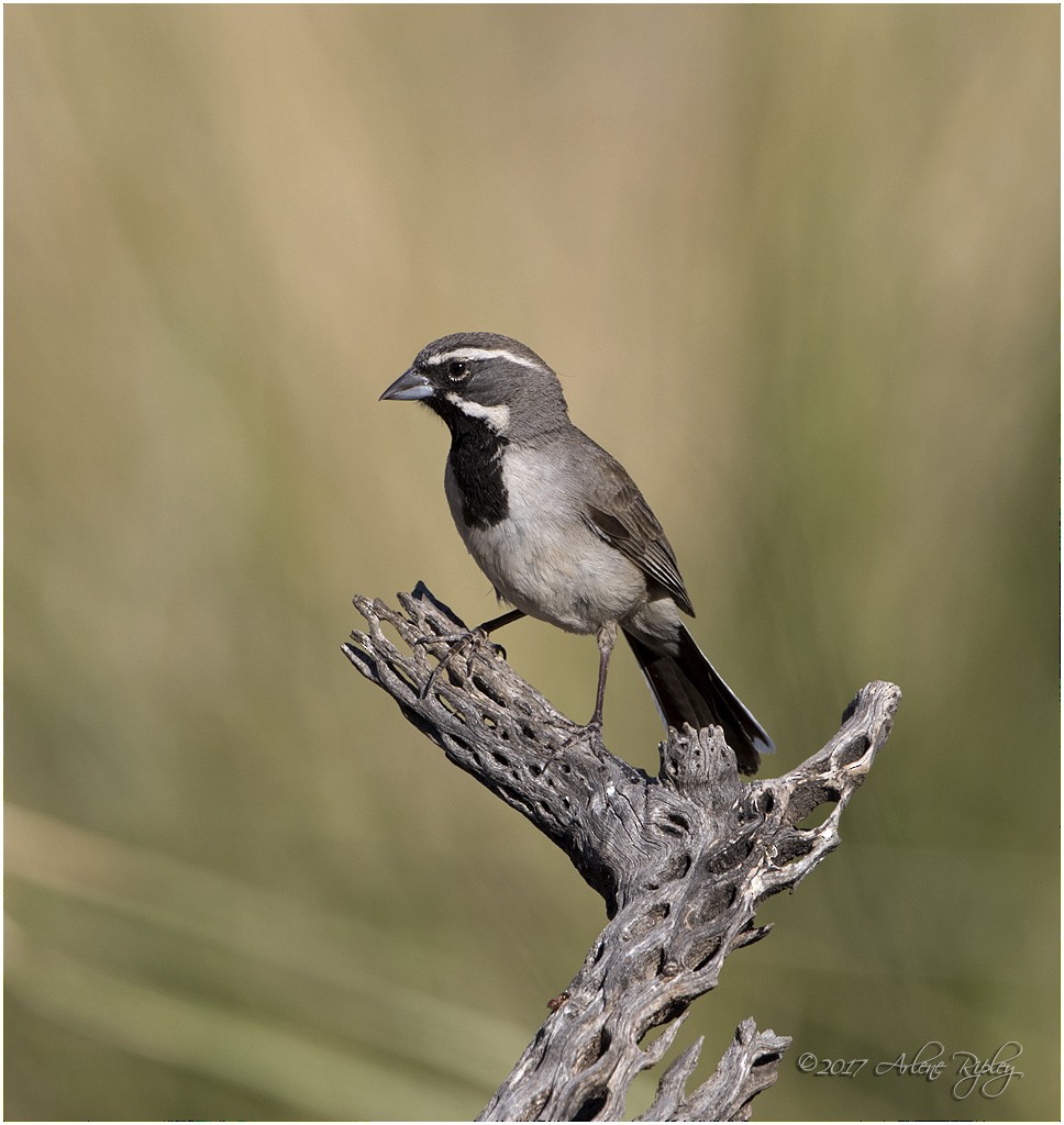 Black-throated Sparrow - ML62496711