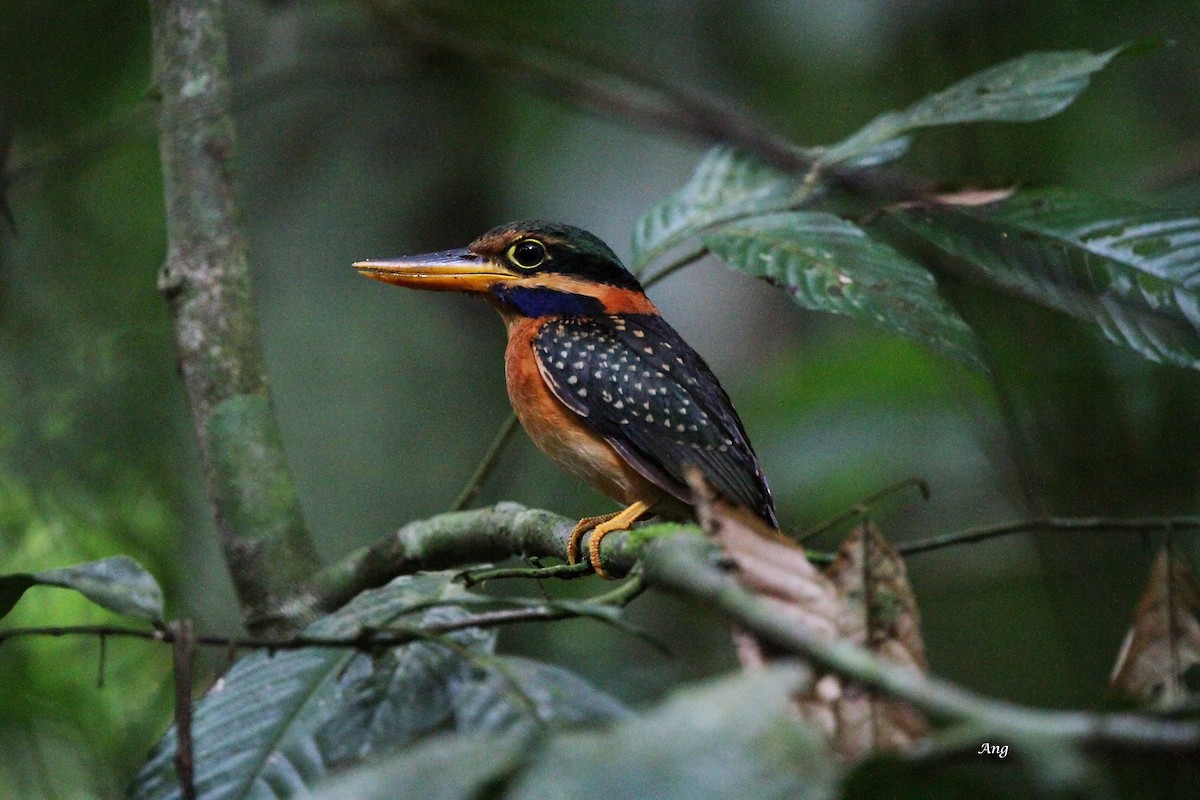 Rufous-collared Kingfisher - Ang TH
