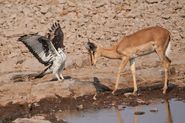 African Hawk-Eagle ML624975008