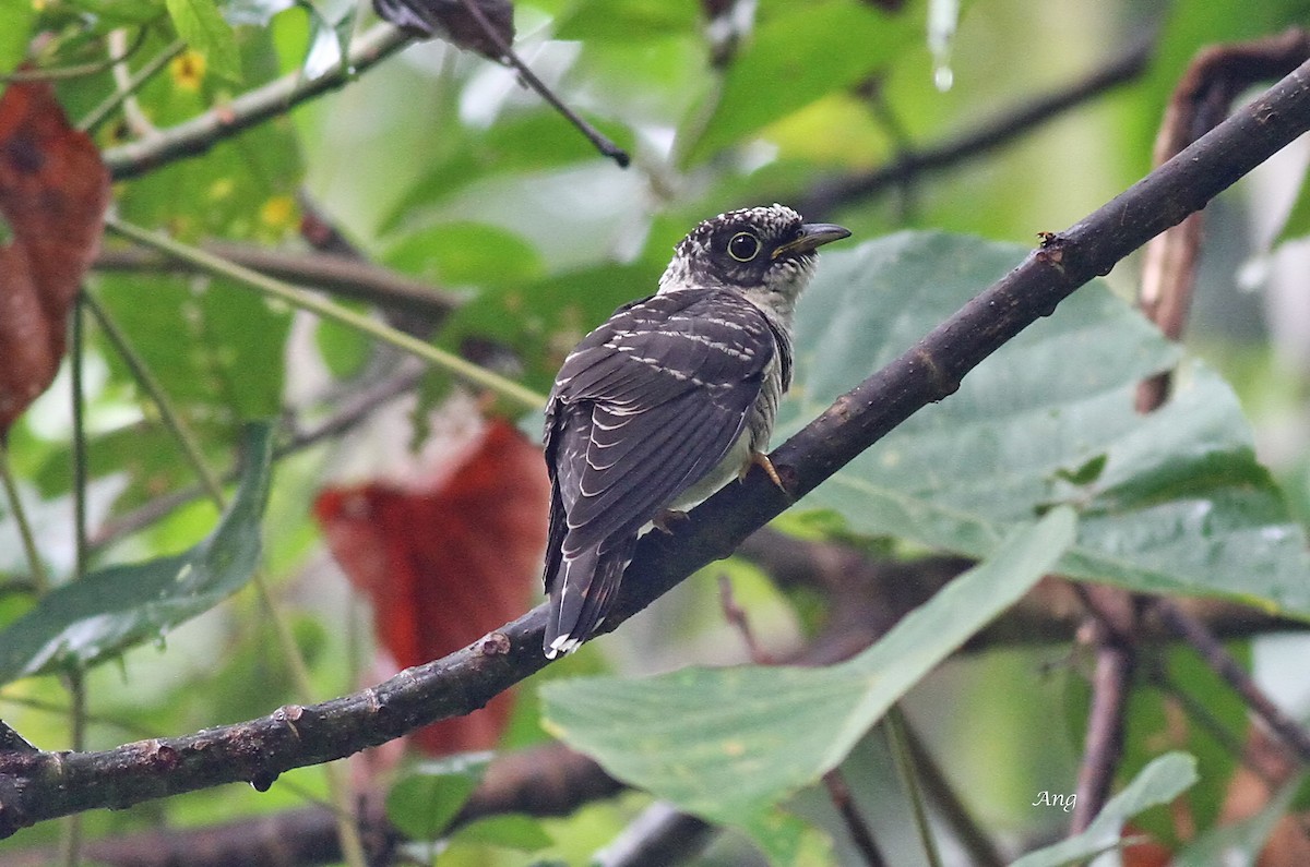 Indian Cuckoo - Ang TH