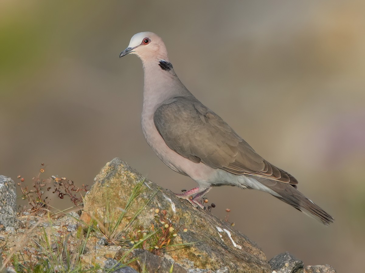 Red-eyed Dove - Streptopelia semitorquata - Birds of the World