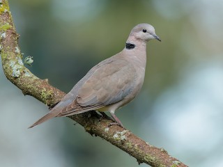 Ring necked Dove Streptopelia capicola Birds of the World