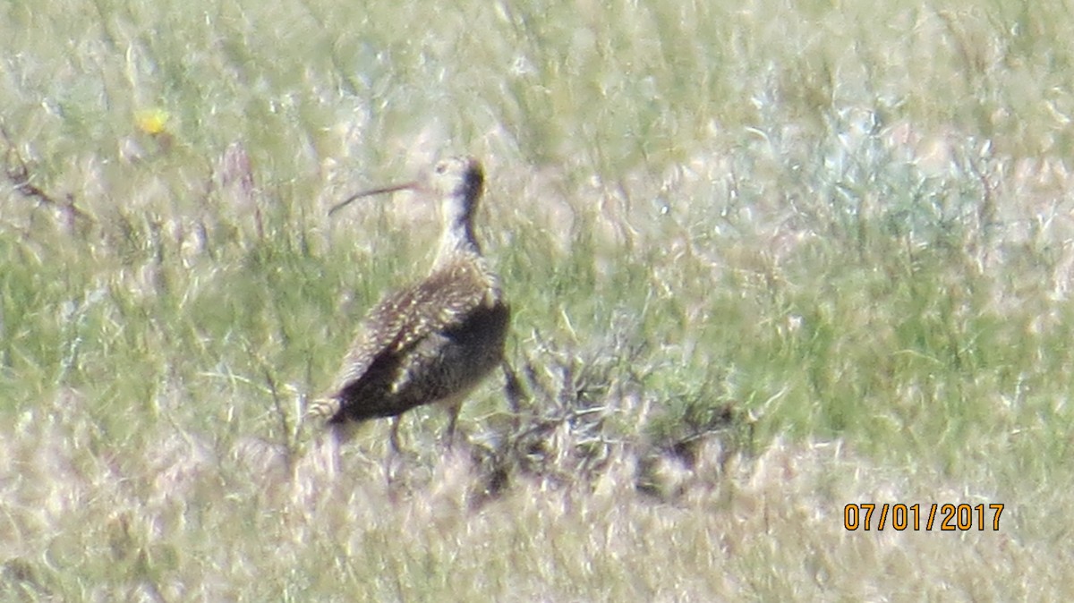 Long-billed Curlew - ML62500381