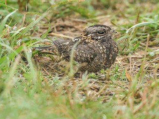  - Sombre Nightjar