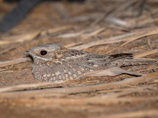 Nubian Nightjar - Caprimulgus nubicus - Birds of the World