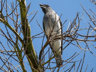 Adult (Javan) - Forest Botial-Jarvis - ML625019415