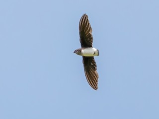  - Bat-like Spinetail