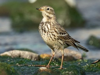 Nonbreeding adult - 华发 叟 - ML625020053