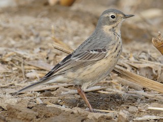 Breeding adult - Vincent Wang - ML625020054