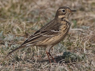 Nonbreeding adult - Vincent Wang - ML625020055