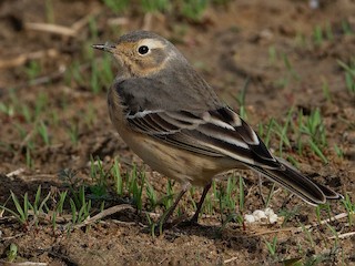 Breeding adult - Vincent Wang - ML625020056