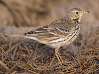 Nonbreeding adult - Kai Pflug - ML625020057