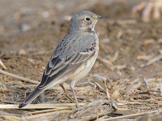 Breeding adult - Vincent Wang - ML625020058