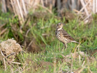 Nonbreeding adult - xiwen CHEN - ML625020059