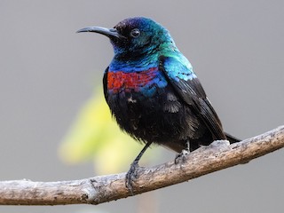  - Arabian Sunbird