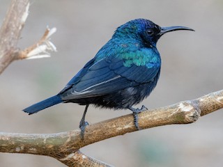  - Arabian Sunbird