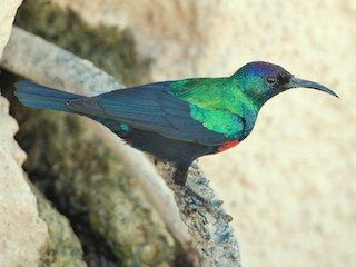  - Arabian Sunbird
