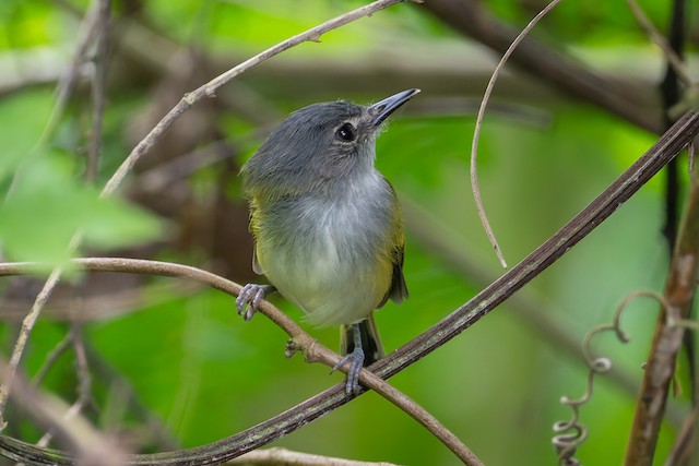 Slate-headed Tody-Flycatcher