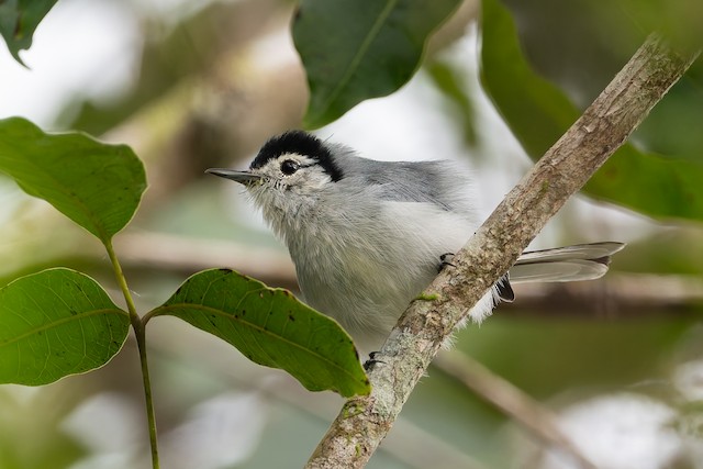 White-browed Gnatcatcher
