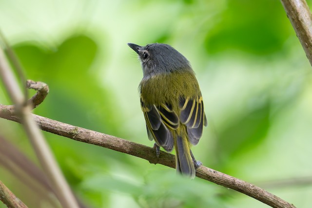 Slate-headed Tody-Flycatcher