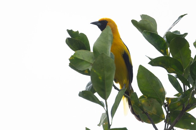 Yellow-tailed Oriole