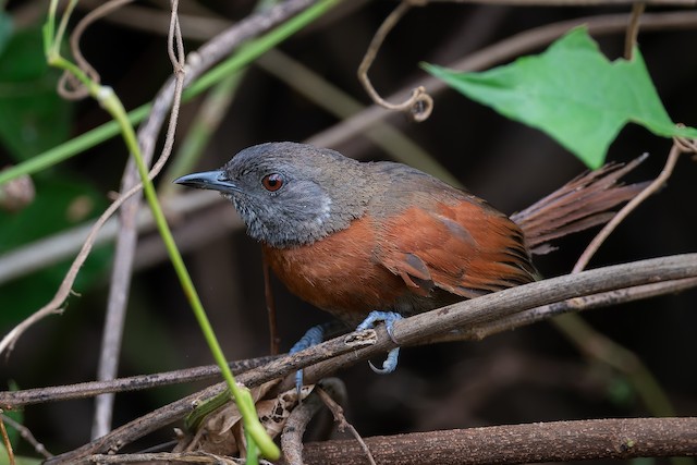 Rufous-breasted Spinetail